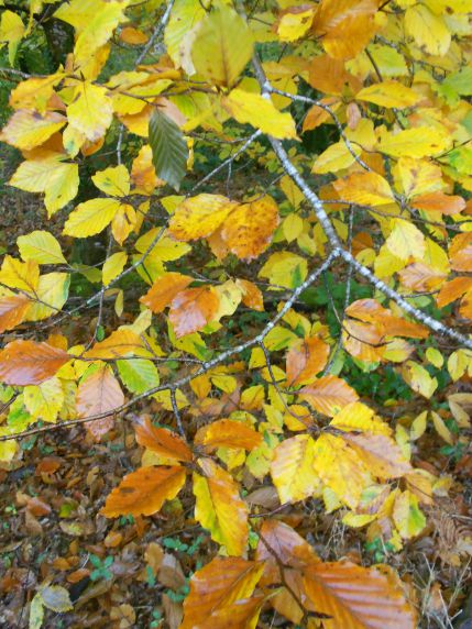 Les arbres