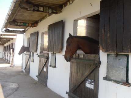 Les élèves de CE1/CE2 racontent leur stage d'équitation