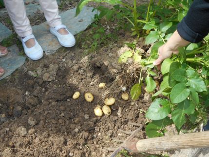 Récolte de pommes de terre