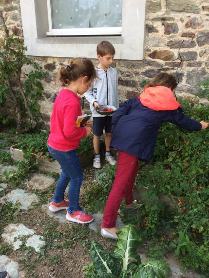 Tomates du jardin !