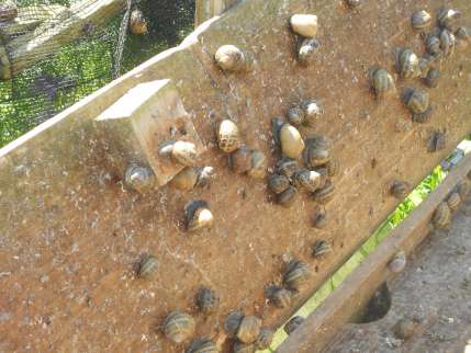 Visite à la ferme aux escargots