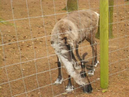 Visite au zoo de Montaigu la Brisette
