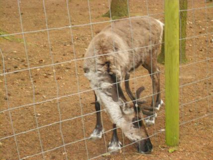 Visite au zoo de Montaigu la Brisette